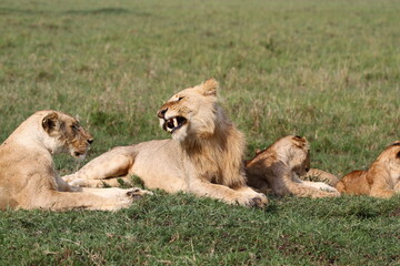 Fototapeta na wymiar Cute lion cub rests on green grass beside his mother lioness and starts to yawn