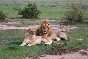 Close-up of a lion and lioness resting after mating 