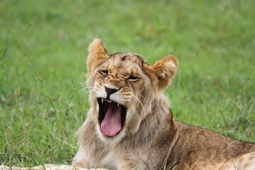 Obraz na płótnie Canvas Cute lion cub rests on green grass looking into camera and preparing to yawn