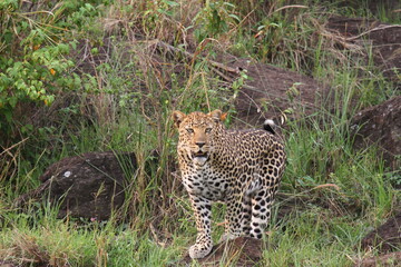 Leopard hiding in bush sitting on a rock