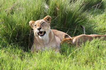 Closeup of a lioness yawning and showing her large fangs