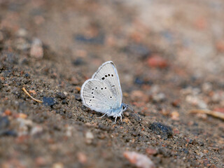 Glaucopsyche lygdamus Silvery Blue butterfly on the ground