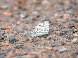 Pontia sisymbrii Spring White butterfly on the ground