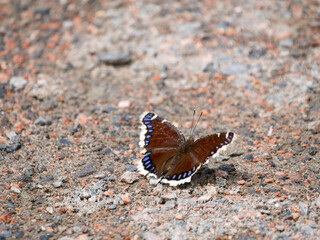 mourning cloak butterfly on the ground
