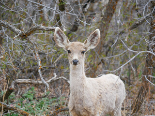 mule deer Odocoileus hemionus fawn in the woods