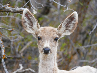 mule deer Odocoileus hemionus fawn in the woods