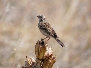 Pooecetes gramineus Vesper Sparrow
