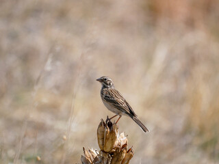 Pooecetes gramineus Vesper Sparrow