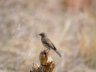 Pooecetes gramineus Vesper Sparrow