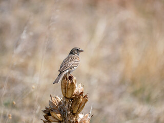 Pooecetes gramineus Vesper Sparrow