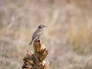 Pooecetes gramineus Vesper Sparrow