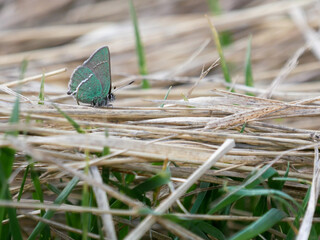 sheridan's hairstreak Callophrys sheridanii butterfly on the grass