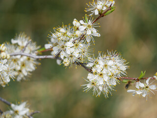 white cherry blossom