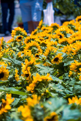 Sunflowers, Festival de Las Flores Aibonito