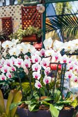 Fototapeta na wymiar Orchids, Festival de Las Flores Aibonito