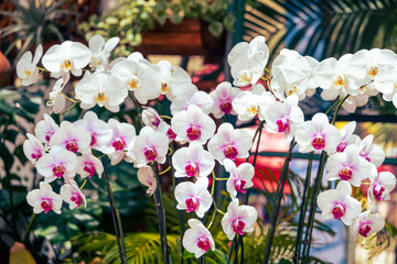 Orchids, Festival de Las Flores Aibonito
