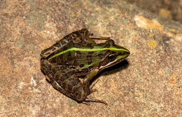 Common river frog (Amietia delalandii), also known as drakensberg river frog, or sani pass frog, a species of southern African river frog