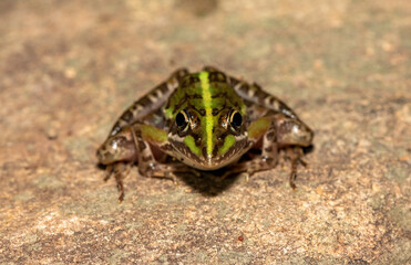 Common river frog (Amietia delalandii), also known as drakensberg river frog, or sani pass frog, a species of southern African river frog