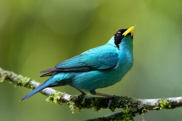 Green Honeycreeper bird in Rainforest of Costa Rica (male)