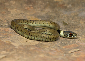 Natrix astreptophora