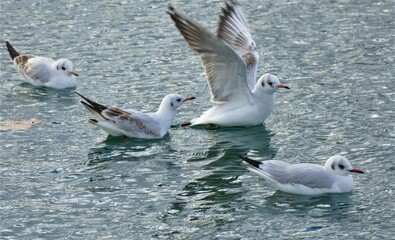 Seagulls swim on the lake