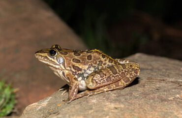 Fototapeta premium Common river frog (Amietia delalandii), also known as drakensberg river frog, or sani pass frog, a species of southern African river frog