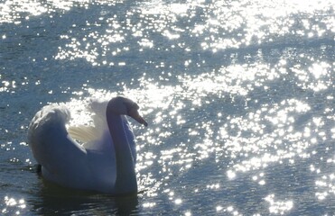 Beautiful white swan on sparkling lake