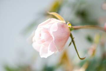 Petals of pale rose in the garden