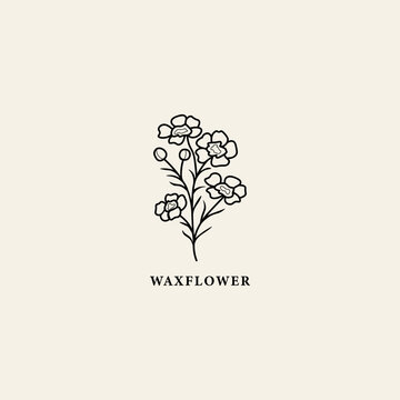 Line art waxflower branch illustration