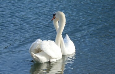 Swans on the lake swim together
