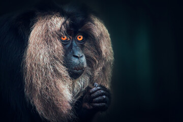 Macaca silenus looks thoughtfully at each other in a dark background.
