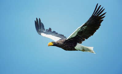 Haliaeetus pelagicus flies and looks for prey.