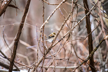 American Goldfinch on a branch