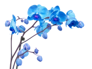 Deurstickers orchid flowers © neirfy