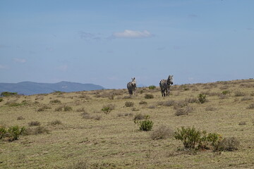 Kenya - Lake Naivasha - Crescent Island - zebra