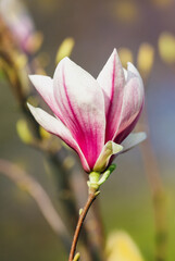 Fototapeta premium Spring magnolia flower on natural background.