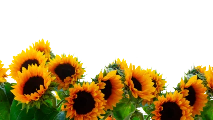 Schilderijen op glas Dahlia and sunflowers © neirfy