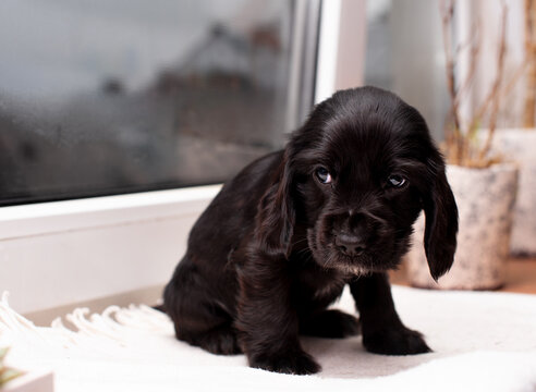A black spaniel puppy looks to the side. The dog is on the background of a blurred window and a flower pot. The dog is one month old. The photo is blurred
