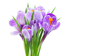 Violet crocus flowers