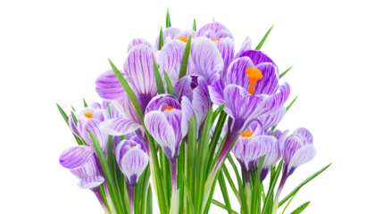 Wandcirkels aluminium Violet crocus flowers © neirfy