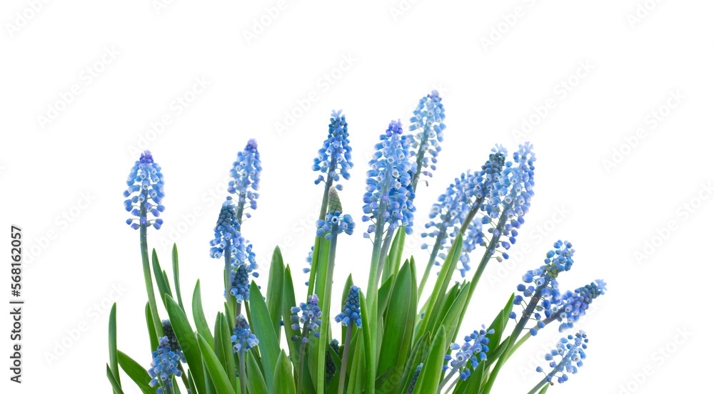 Sticker Muscari blue bell flowers 