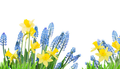 Daffodil and bluebell flowers, isolated, png file 