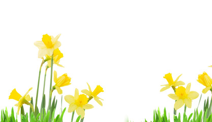 daffodil flowers isolated, png file  - obrazy, fototapety, plakaty