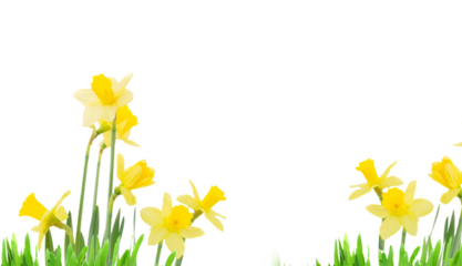 daffodil flowers isolated, png file 