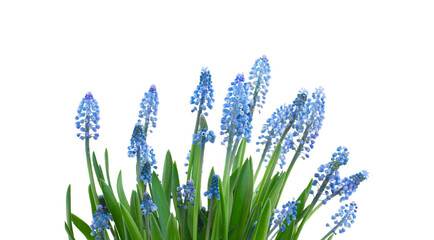 Muscari blue bell flowers  - obrazy, fototapety, plakaty