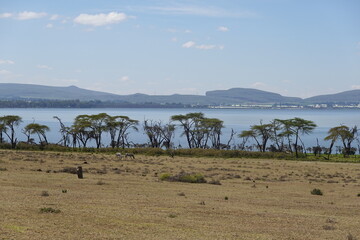 Kenya - Lake Naivasha - Crescent Island
