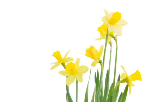 daffodil flowers isolated, png file 