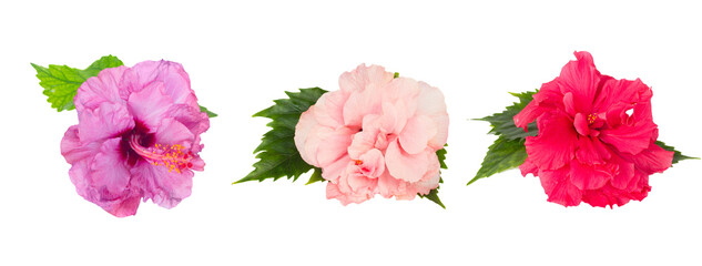 hibiscus isolated over white background, png file  © neirfy