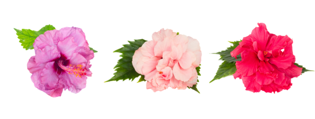 hibiscus isolated over white background, png file 
