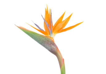 bird of paradise flowers isolated on white 